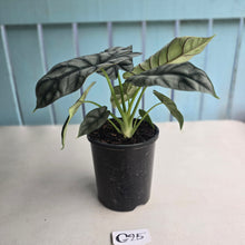 Load image into Gallery viewer, #G25 Alocasia Silver Dragon