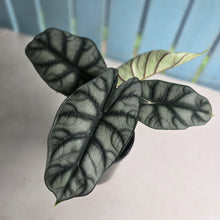 Load image into Gallery viewer, #G25 Alocasia Silver Dragon
