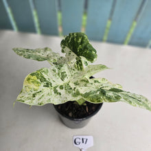 Load image into Gallery viewer, #G17 Alocasia Odora Batik