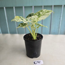 Load image into Gallery viewer, #G17 Alocasia Odora Batik