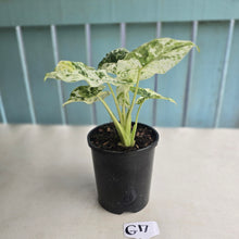 Load image into Gallery viewer, #G17 Alocasia Odora Batik