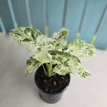 Load image into Gallery viewer, #G17 Alocasia Odora Batik