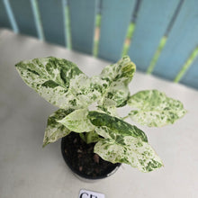 Load image into Gallery viewer, #G17 Alocasia Odora Batik