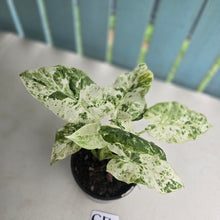 Load image into Gallery viewer, #G17 Alocasia Odora Batik