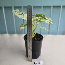 Load image into Gallery viewer, #G17 Alocasia Odora Batik