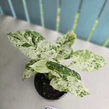 Load image into Gallery viewer, #G17 Alocasia Odora Batik