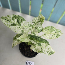 Load image into Gallery viewer, #G17 Alocasia Odora Batik