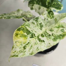 Load image into Gallery viewer, #G17 Alocasia Odora Batik