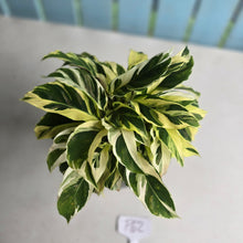 Load image into Gallery viewer, #P62 Full Pot of Calathea Thai Beauty
