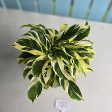 Load image into Gallery viewer, #P62 Full Pot of Calathea Thai Beauty
