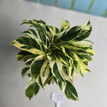 Load image into Gallery viewer, #P62 Full Pot of Calathea Thai Beauty
