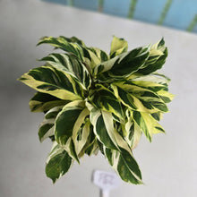 Load image into Gallery viewer, #P62 Full Pot of Calathea Thai Beauty