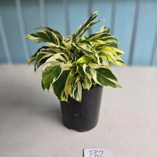 Load image into Gallery viewer, #P62 Full Pot of Calathea Thai Beauty