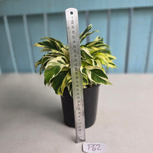 Load image into Gallery viewer, #P62 Full Pot of Calathea Thai Beauty