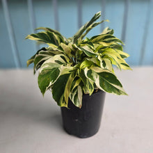 Load image into Gallery viewer, #P62 Full Pot of Calathea Thai Beauty