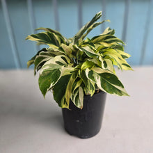 Load image into Gallery viewer, #P62 Full Pot of Calathea Thai Beauty