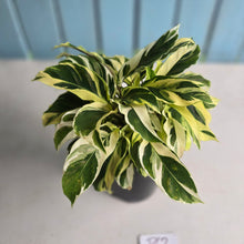 Load image into Gallery viewer, #P62 Full Pot of Calathea Thai Beauty