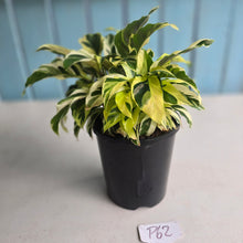 Load image into Gallery viewer, #P62 Full Pot of Calathea Thai Beauty