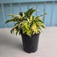 Load image into Gallery viewer, #P62 Full Pot of Calathea Thai Beauty