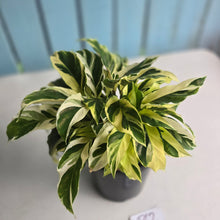 Load image into Gallery viewer, #P62 Full Pot of Calathea Thai Beauty