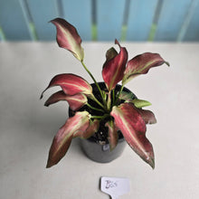 Load image into Gallery viewer, #B65 Caladium