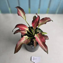 Load image into Gallery viewer, #B65 Caladium