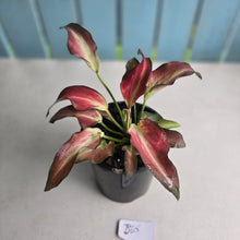 Load image into Gallery viewer, #B65 Caladium