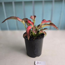 Load image into Gallery viewer, #B65 Caladium
