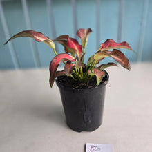 Load image into Gallery viewer, #B65 Caladium
