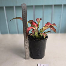 Load image into Gallery viewer, #B65 Caladium