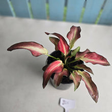 Load image into Gallery viewer, #B65 Caladium