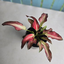 Load image into Gallery viewer, #B65 Caladium