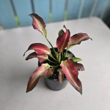 Load image into Gallery viewer, #B65 Caladium