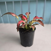 Load image into Gallery viewer, #B65 Caladium