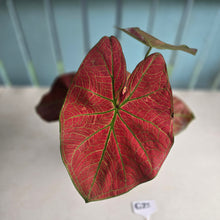 Load image into Gallery viewer, #G23 Caladium Sunshine