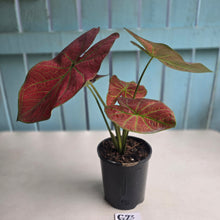 Load image into Gallery viewer, #G23 Caladium Sunshine