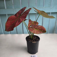 Load image into Gallery viewer, #G23 Caladium Sunshine