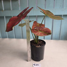 Load image into Gallery viewer, #G23 Caladium Sunshine
