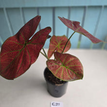 Load image into Gallery viewer, #G23 Caladium Sunshine