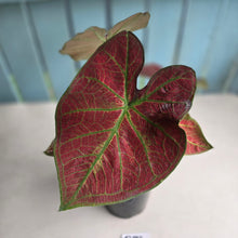 Load image into Gallery viewer, #G23 Caladium Sunshine