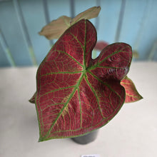 Load image into Gallery viewer, #G23 Caladium Sunshine