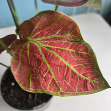 Load image into Gallery viewer, #G23 Caladium Sunshine