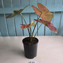 Load image into Gallery viewer, #G23 Caladium Sunshine