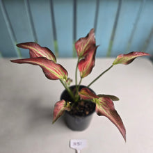 Load image into Gallery viewer, #B51 Caladium