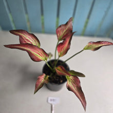 Load image into Gallery viewer, #B51 Caladium