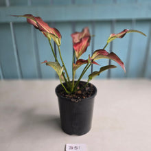 Load image into Gallery viewer, #B51 Caladium