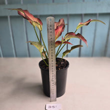 Load image into Gallery viewer, #B51 Caladium