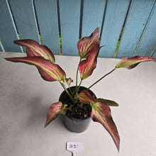 Load image into Gallery viewer, #B51 Caladium