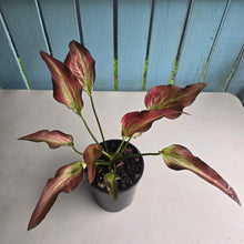 Load image into Gallery viewer, #B51 Caladium