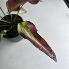 Load image into Gallery viewer, #B51 Caladium